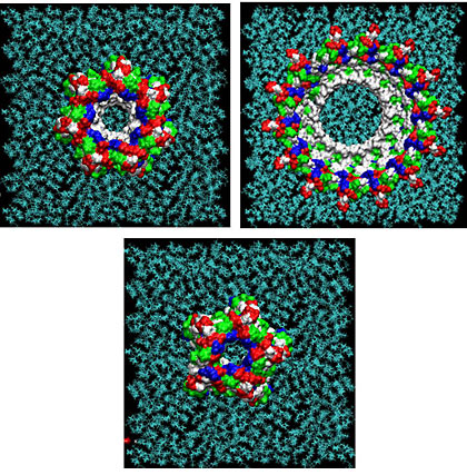 Single amyloid-beta monomers can pair up to form a variety of dimers that can aggregate into larger peptide rings that reside on cell membranes such as those pictured. This process has been implicated in the development of Alzheimer’s disease. This visualization shows the possible rings which have the most favorable energies of interactions with the membrane. The residues are colored white to represent apolar or hydrophobic areas, green for the polar or hydrophilic areas, blue to show a positive charge, and red to show a negative charge. Image: Igor Tsigelny, SDSC and UC San Diego; Eliezer Masliah, UC San Diego