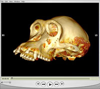 Once a 3D reconstruction has been performed and all CT slices have been combined and rendered together, animations can be rendered, saved, and played back later without the need for the original raw data or 3D visualization software. This animation, using OsiriX imaging software, shows a 360-degree rotation of a chimpanzee skull that was scanned as a test at UC San Diego&rsquo;s Thornton Hospital, using the facility&rsquo;s mobile 16-slice GE CT unit during off-hours. Source: John L. Moreland, San Diego Supercomputer Center, UC San Diego.