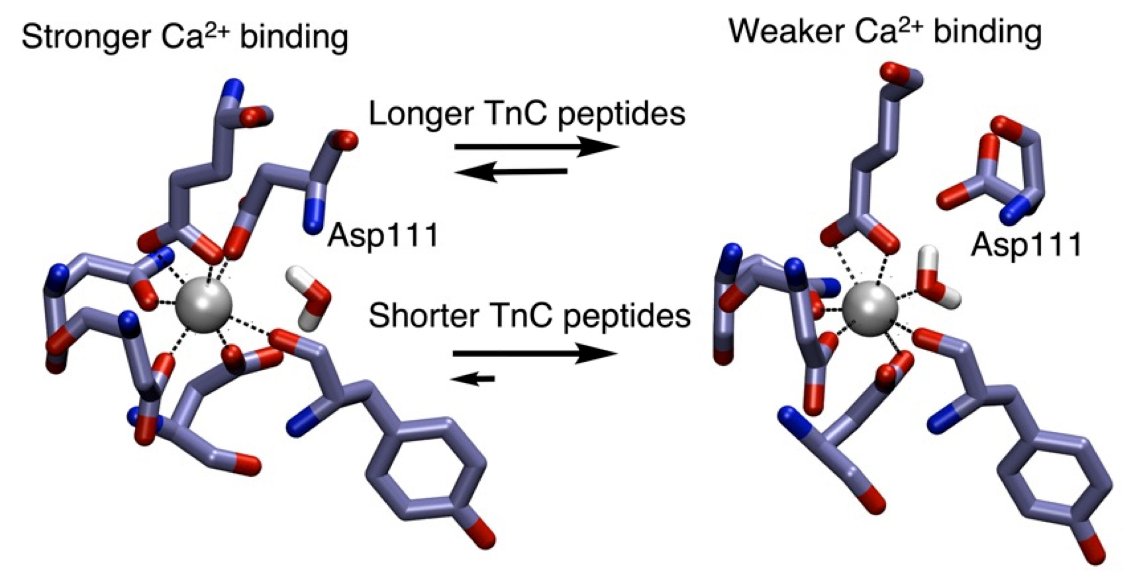 PR20231219_muscle_peptide_illustration.jpg