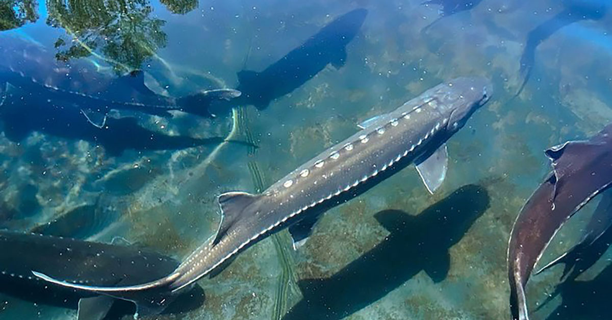White sturgeon swimming in an aqua farm.