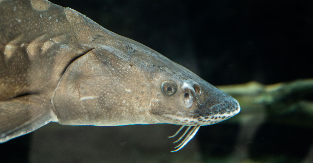White sturgeon.