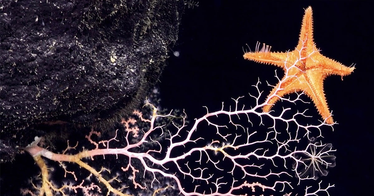An orange starfish rests on a delicate, branching white coral against a dark deep-sea background.