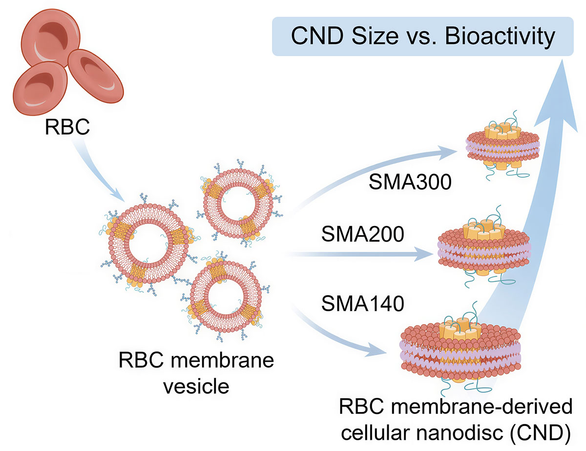 Diagram showing RBC membrane vesicles forming RBC membrane-derived cellular nanodiscs (CNDs) of varying sizes (SMA140, SMA200, SMA300) to compare bioactivity.